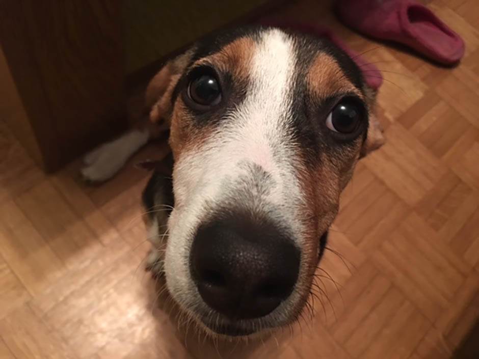 Zašto je dobro imati kućnog ljubimca