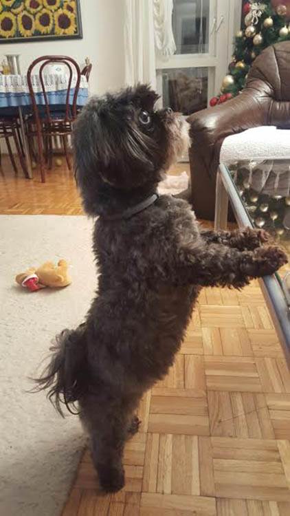 Zašto je dobro imati kućnog ljubimca