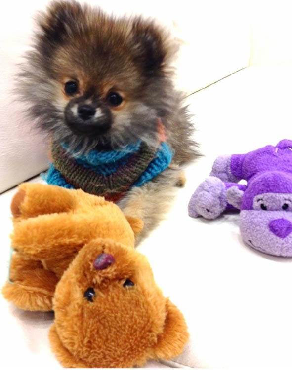 Zašto je dobro imati kućnog ljubimca