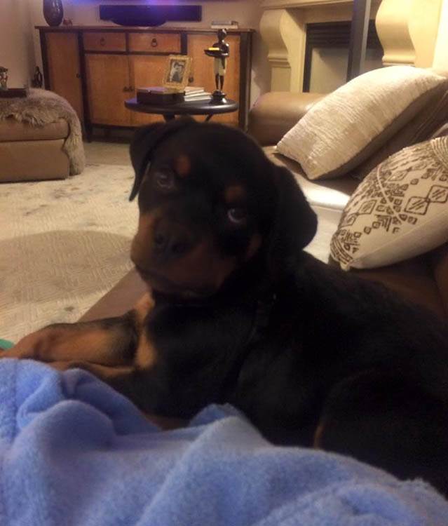 Zašto je dobro imati kućnog ljubimca