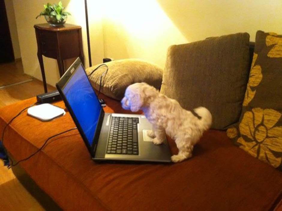 Zašto je dobro imati kućnog ljubimca