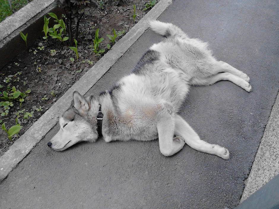 Zašto je dobro imati kućnog ljubimca