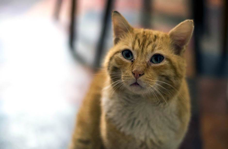 Zašto je dobro imati kućnog ljubimca