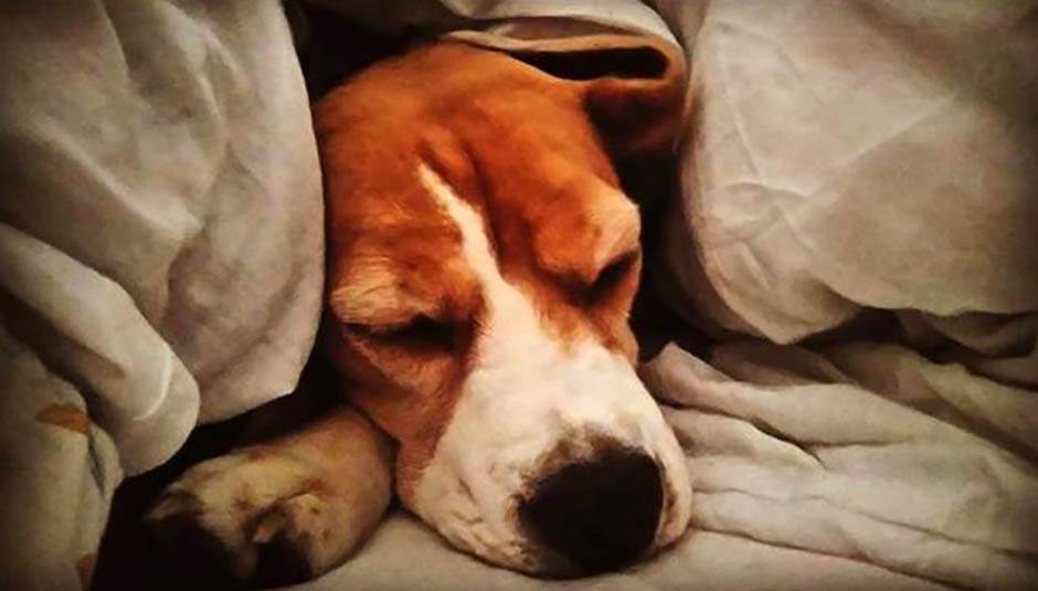 Zašto je dobro imati kućnog ljubimca