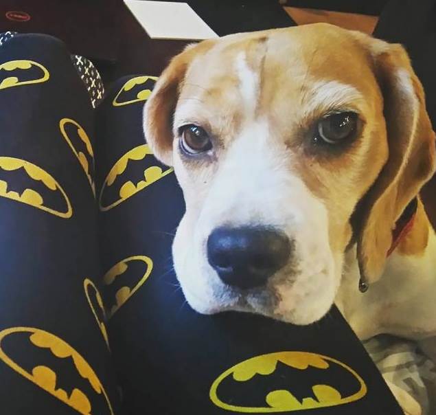 Zašto je dobro imati kućnog ljubimca