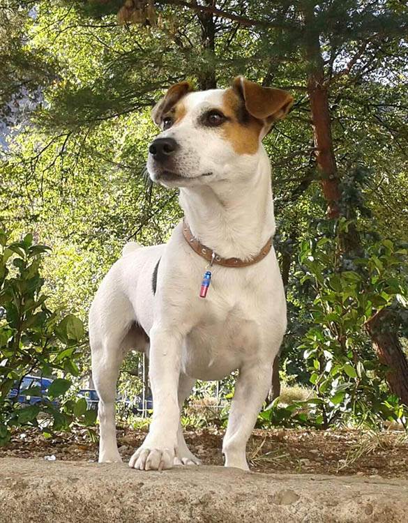 Zašto je dobro imati kućnog ljubimca