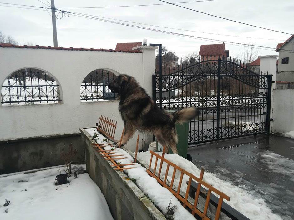 Zašto je dobro imati kućnog ljubimca
