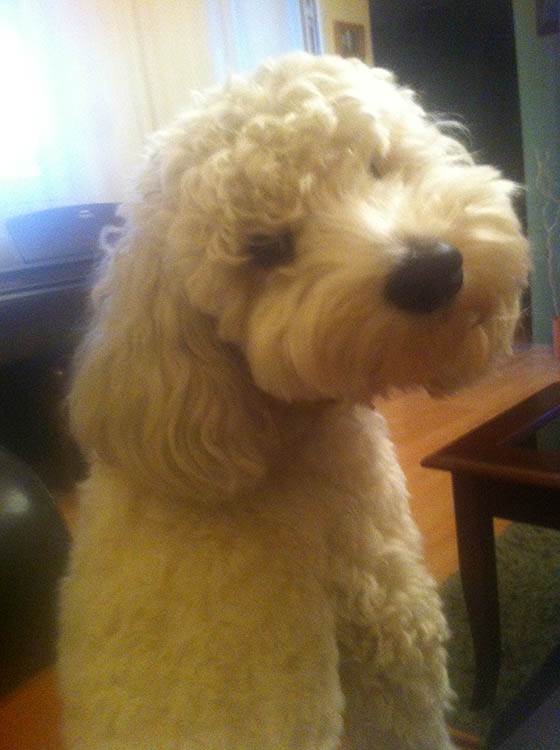 Zašto je dobro imati kućnog ljubimca