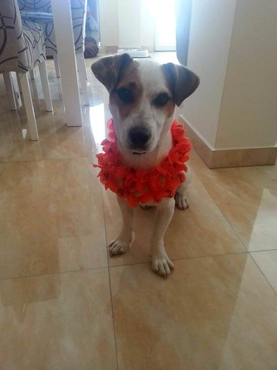 Zašto je dobro imati kućnog ljubimca