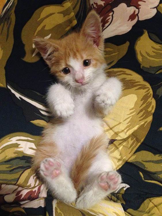 Zašto je dobro imati kućnog ljubimca