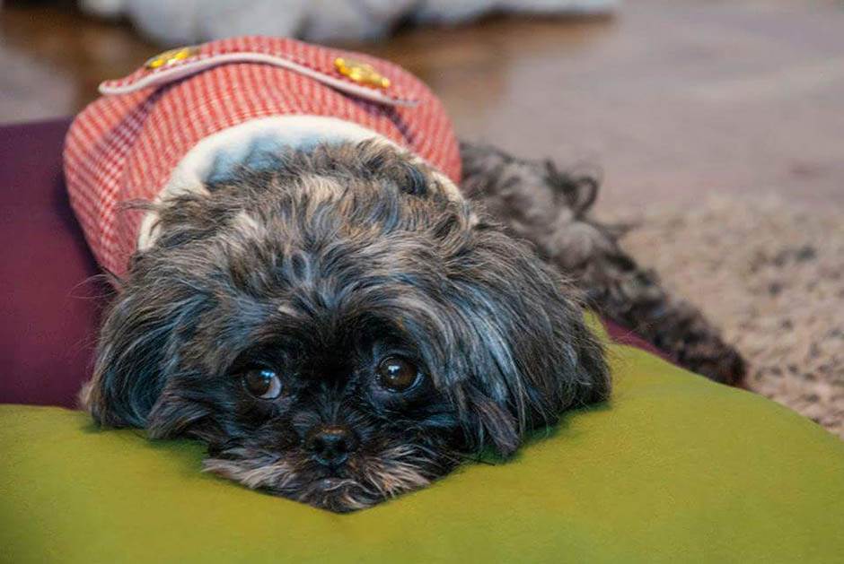 Zašto je dobro imati kućnog ljubimca