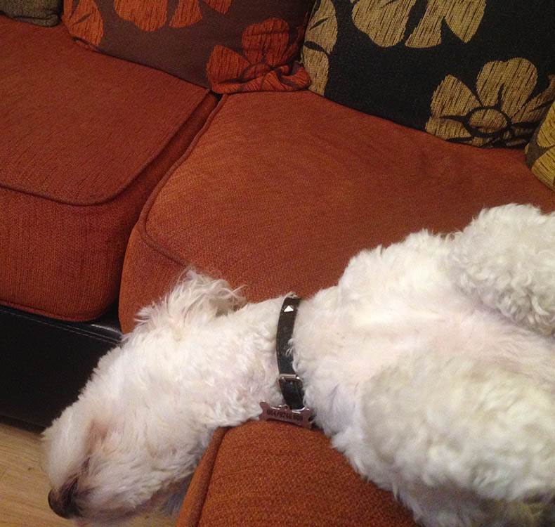 Zašto je dobro imati kućnog ljubimca