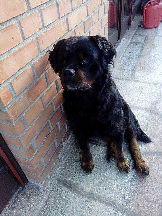 Zašto je dobro imati kućnog ljubimca