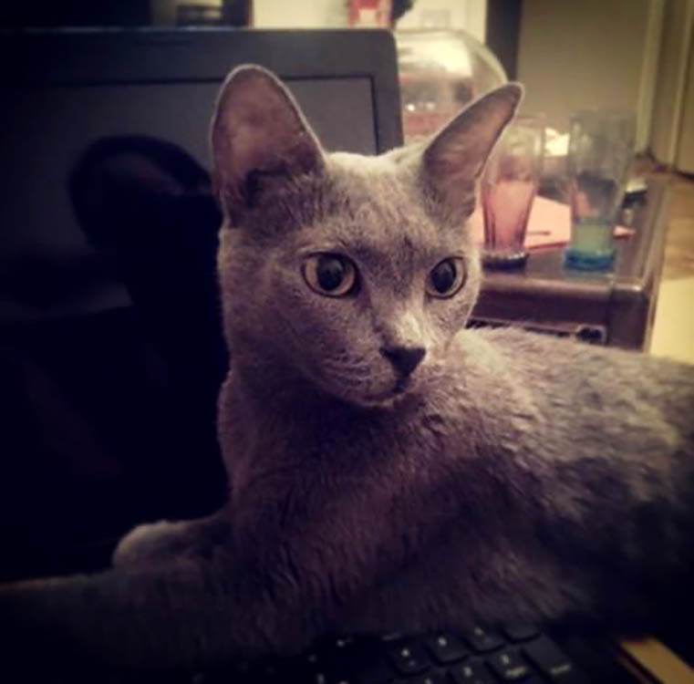 Zašto je dobro imati kućnog ljubimca