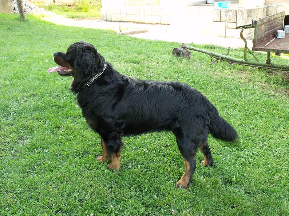 Zašto je dobro imati kućnog ljubimca