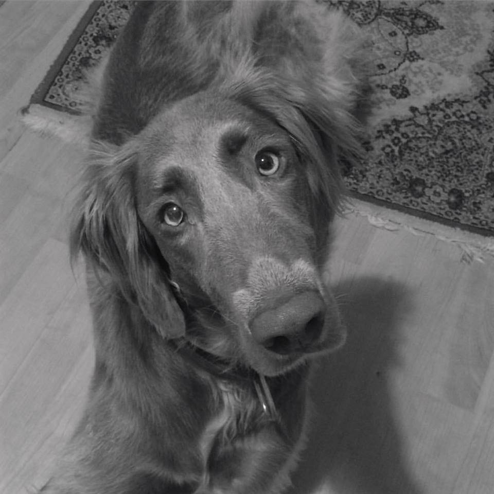 Zašto je dobro imati kućnog ljubimca