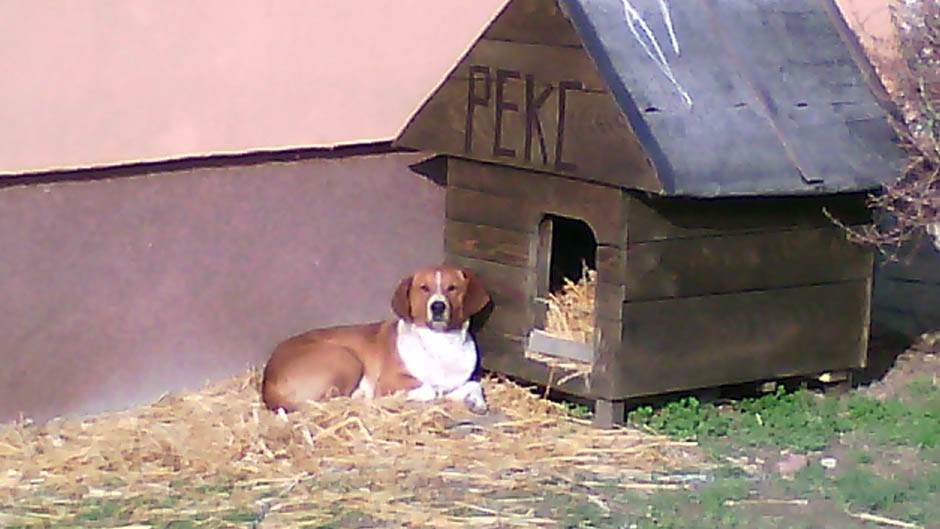 Zašto je dobro imati kućnog ljubimca