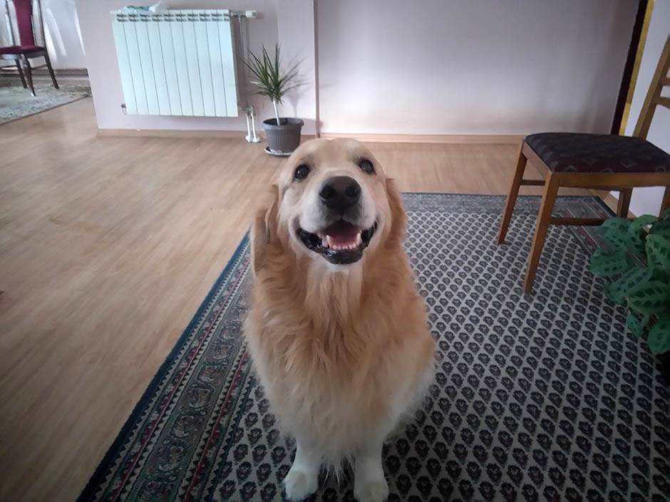 Zašto je dobro imati kućnog ljubimca