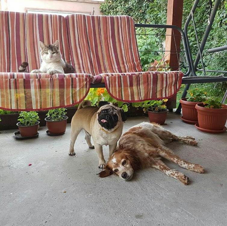 Zašto je dobro imati kućnog ljubimca