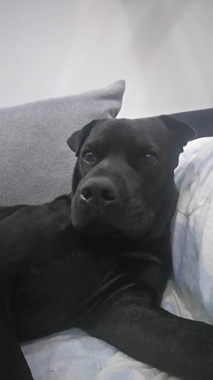 Zašto je dobro imati kućnog ljubimca