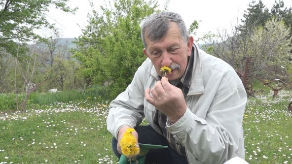 Maslačak može da se jede od korena do cveta