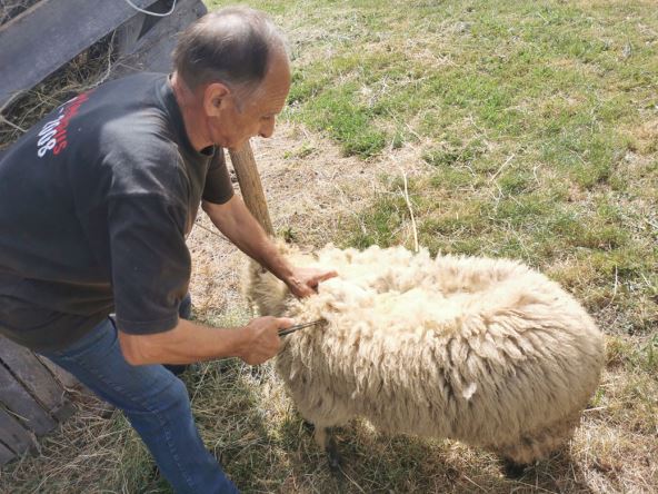Problemi srpskih ovčara: Kilogram vune 35 dinara, šišanje 450 po grlu
