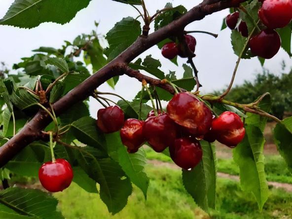 Grad i kiša uništili tone voća u Srbiji