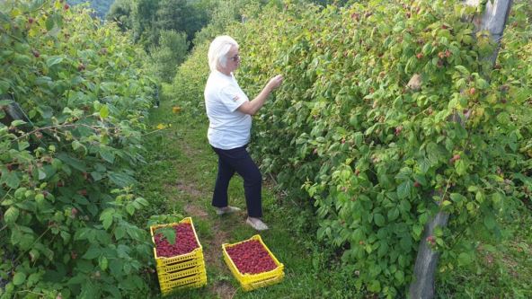 Organske maline (2)
