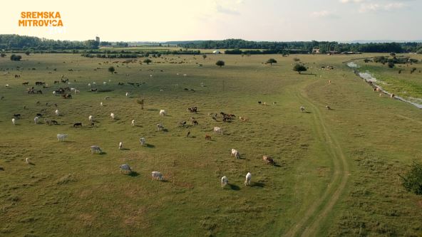 Sremska Mitrovica (1)