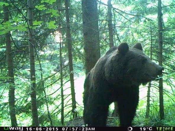 Upozorenje iz NP Tara zbog mečke koja može biti agresivna