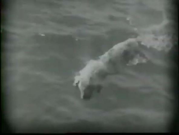 USS Indijanapolis potopljen (5).jpg