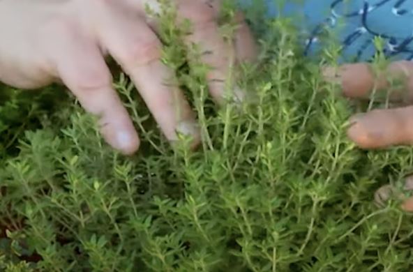 majcina dusica u saksiji