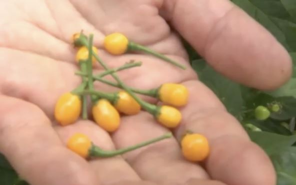 najmanja papricica na svetu