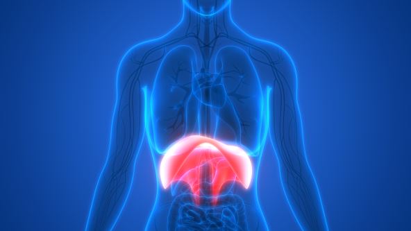 dijafragma u ljudskom telu