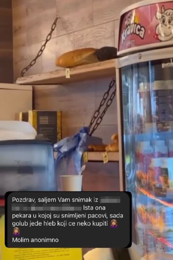 Golubovic.jpg
