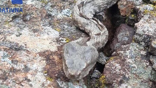 Invazija zmija na Zlatiboru (6).jpg
