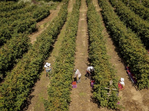 malina_berba_maline_stefan_stojanović_ (8).jpg