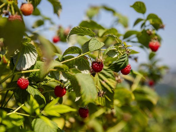 malina_berba_maline_stefan_stojanović_ (3).jpg