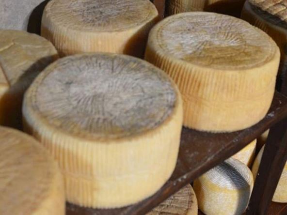 Najbolji sirevi 2024