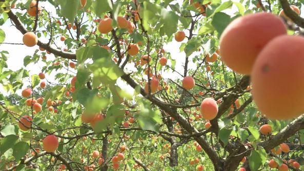 Berba kajsija u Miokivcima (6).jpg