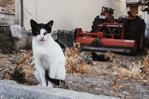 mačka_stefan_stojanović_1.jpg
