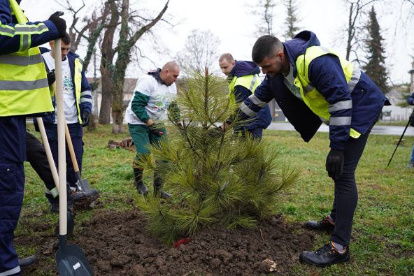 Kompanija Carlsberg Srbija - sadnja drveca u Celarevu copy.jpg