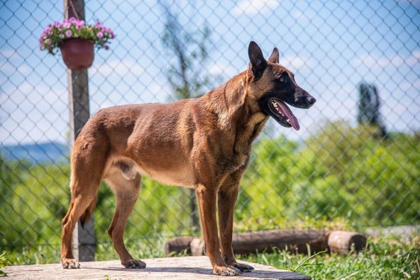 Pas belgijski ovčar.jpg