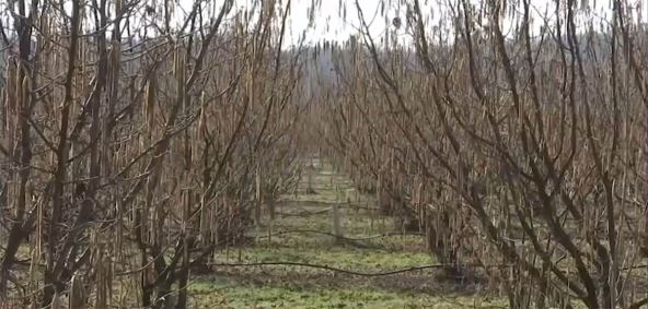 Screenshot 2025-02-24 185940 copy.jpg