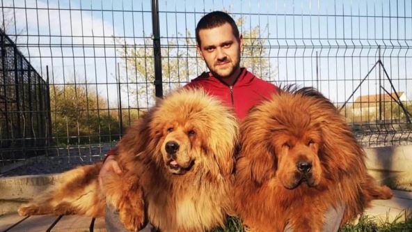 Tibetski mastif od 10.000 eura (2).jpg