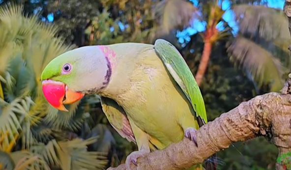 mali aleksandar papagaj (1).jpg