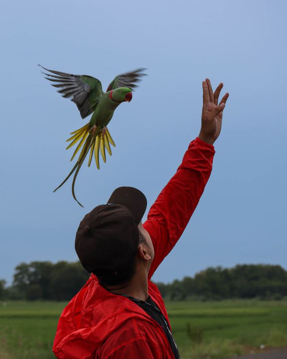 mali aleksandar papagaj (2).jpg