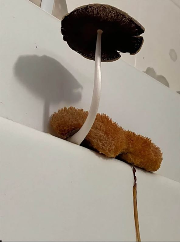 pečurka i sunđer nikli u kupatilu