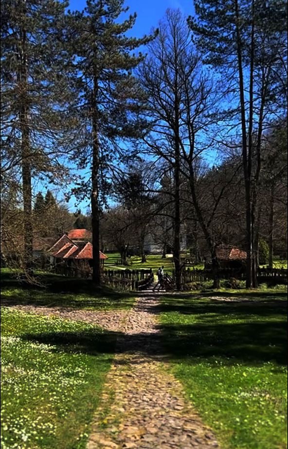 Brankovina (1).jpg