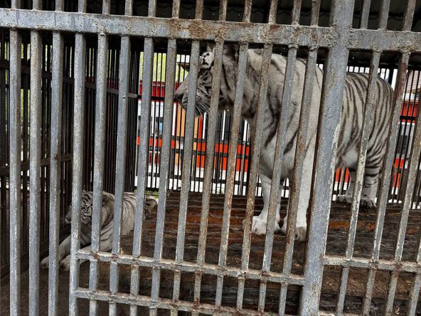 tigar ubio čuvara u zoološkom vrtu (1).jpg